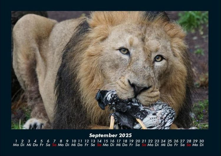 Produktbild: L&ouml;wen in der Wildnis 2025 Fotokalender DIN A4