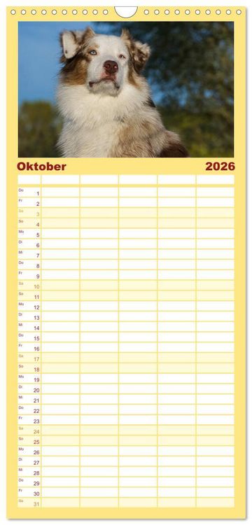 Produktbild: Familienplaner 2026 - Bekannt wie ein bunter Hund. Australian Shepherd mit 5 Spalten (Wandkalender, 21 x 45 cm) CALVENDO