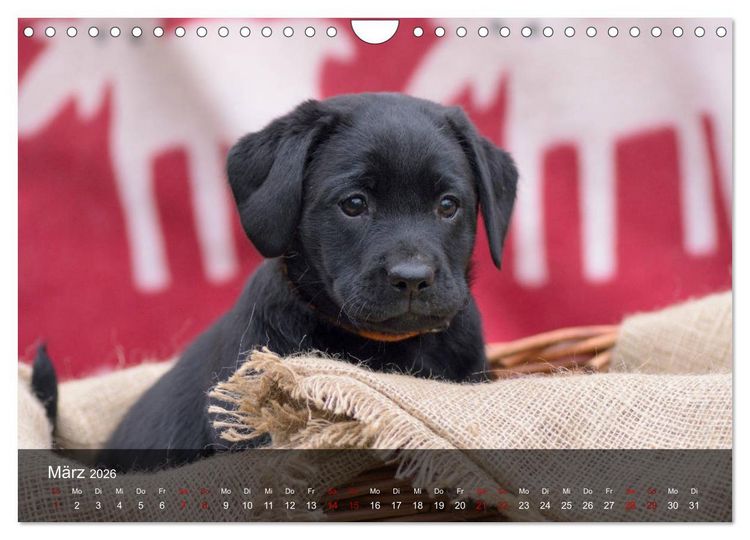 Produktbild: Labrador Retriever Welpen (Wandkalender 2026 DIN A4 quer), CALVENDO Monatskalender