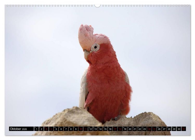 Produktbild: West-Australien (hochwertiger Premium Wandkalender 2026 DIN A2 quer), Kunstdruck in Hochglanz