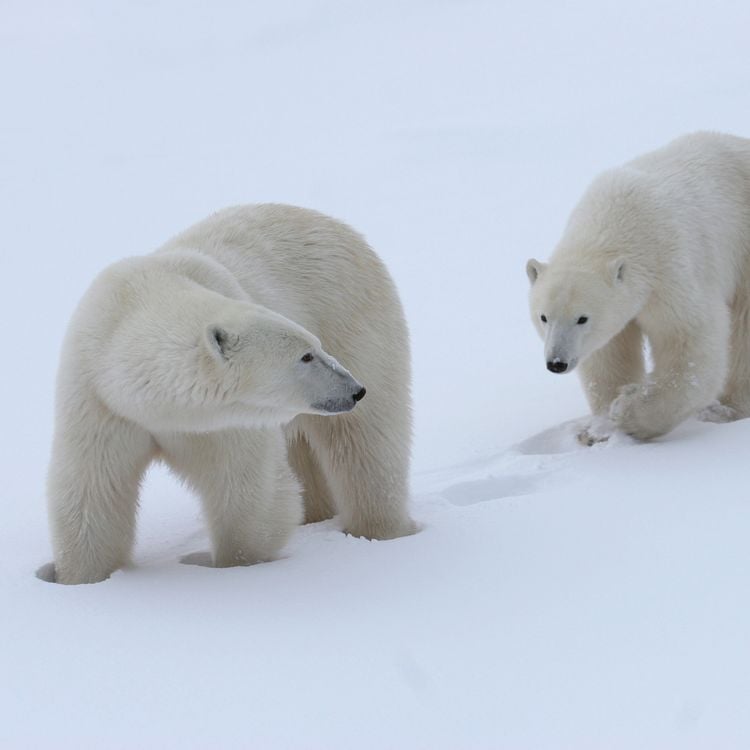 Produktbild: Eisb&auml;ren / Polar Bears 2027