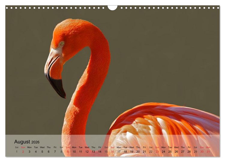 Produktbild: Flamingos Think pink (Wall Calendar 2026 DIN A3 landscape), CALVENDO 12 Month Wall Calendar