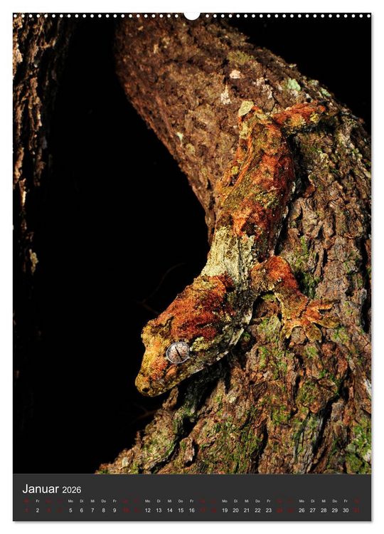Produktbild: GECKOS (Wandkalender 2026 DIN A2 hoch), CALVENDO Monatskalender