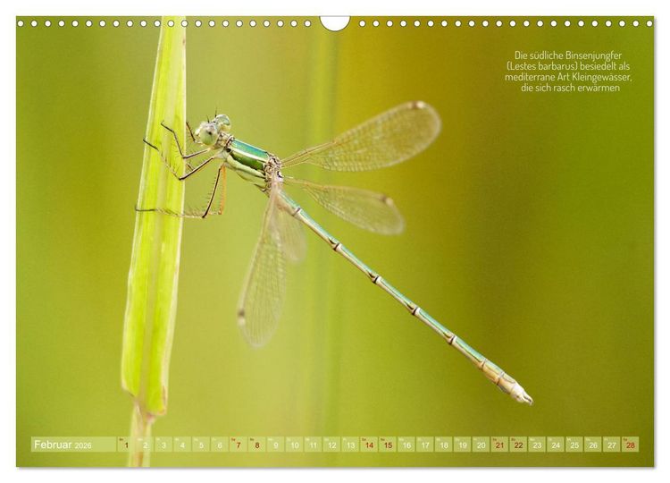 Produktbild: Frankens Insekten (Wandkalender 2026 DIN A3 quer), CALVENDO Monatskalender