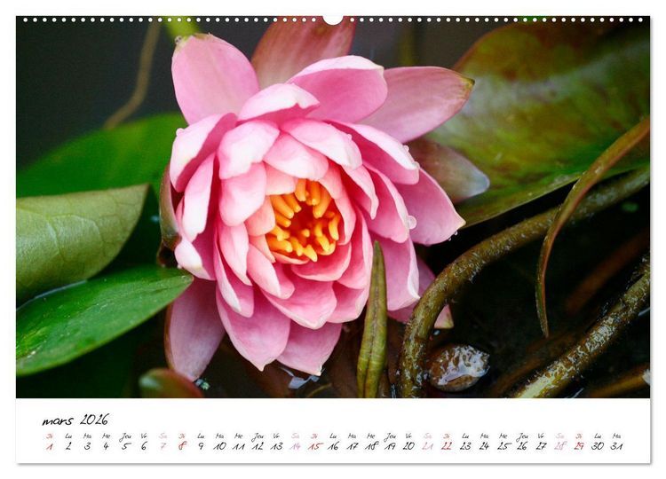 Produktbild: N&eacute;nuphars enchanteurs (Calendrier mural 2026 DIN A2 vertical), CALVENDO calendrier mensuel