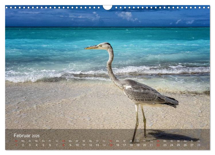 Produktbild: Malediven Impressionen aus dem Paradies (Wandkalender 2026 DIN A3 quer), CALVENDO Monatskalender