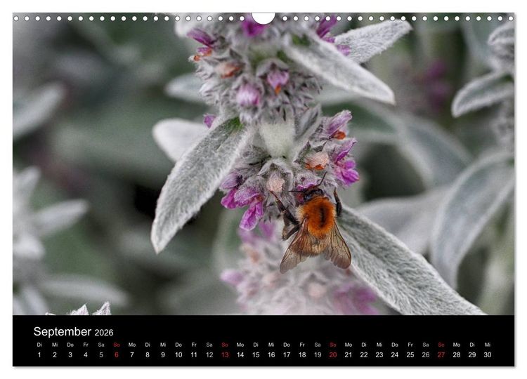 Produktbild: Hummelflug (Wandkalender 2026 DIN A3 quer), CALVENDO Monatskalender