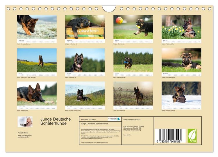 Produktbild: Junge Deutsche Sch&auml;ferhunde (Wandkalender 2026 DIN A4 quer), CALVENDO Monatskalender