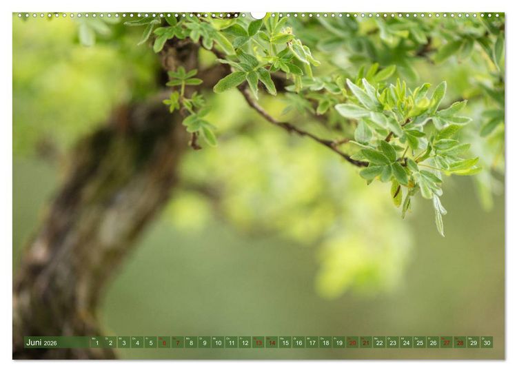 Produktbild: Bonsai ganz nah (Wandkalender 2026 DIN A2 quer), CALVENDO Monatskalender