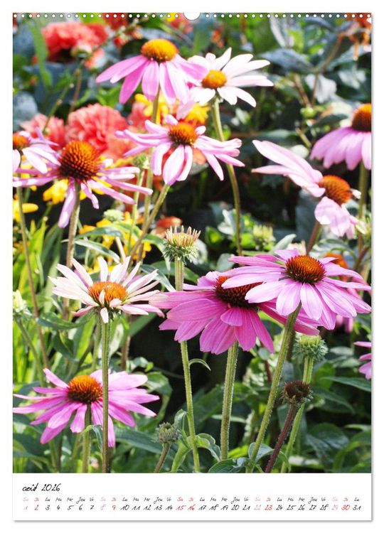 Produktbild: Heureux au jardin (Calendrier mural 2026 DIN A2 horizontal), CALVENDO calendrier mensuel