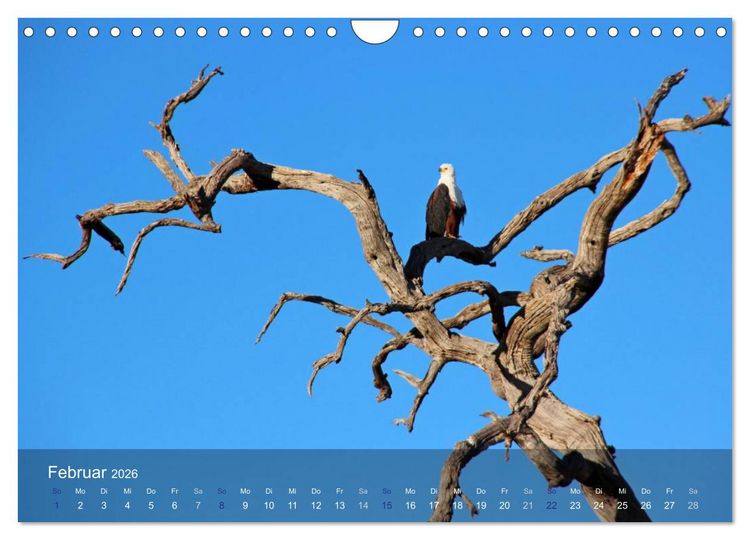 Produktbild: Botswana Wildlife (Wandkalender 2026 DIN A4 quer), CALVENDO Monatskalender
