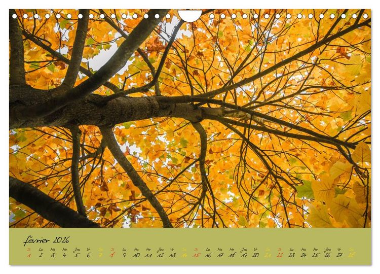 Produktbild: Un automne au Bois (Calendrier mural 2026 DIN A4 vertical), CALVENDO calendrier mensuel