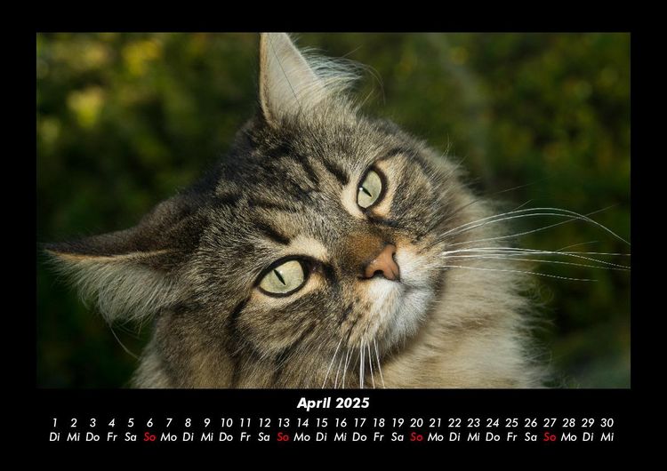 Produktbild: F&uuml;r Katzenfreunde 2025 Fotokalender DIN A3