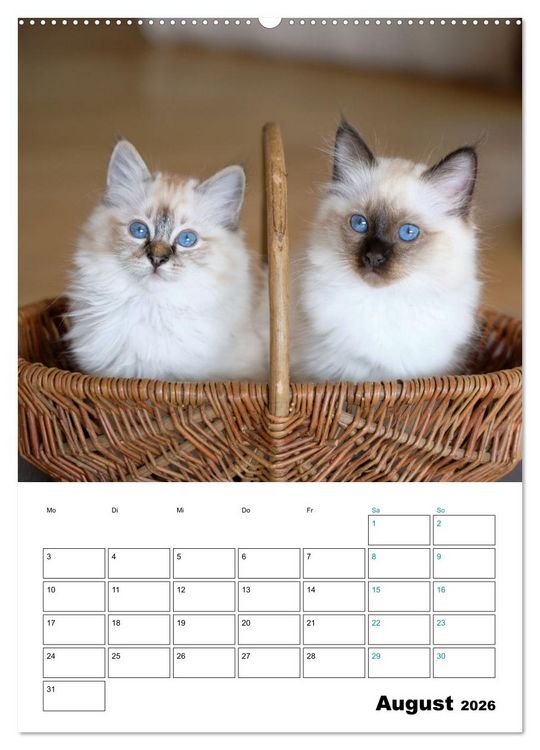 Produktbild: Heilige Birma Kitten - s&uuml;&szlig;e kleine Flauschb&auml;llchen (Wandkalender 2026 DIN A2 hoch), CALVENDO Monatskalender