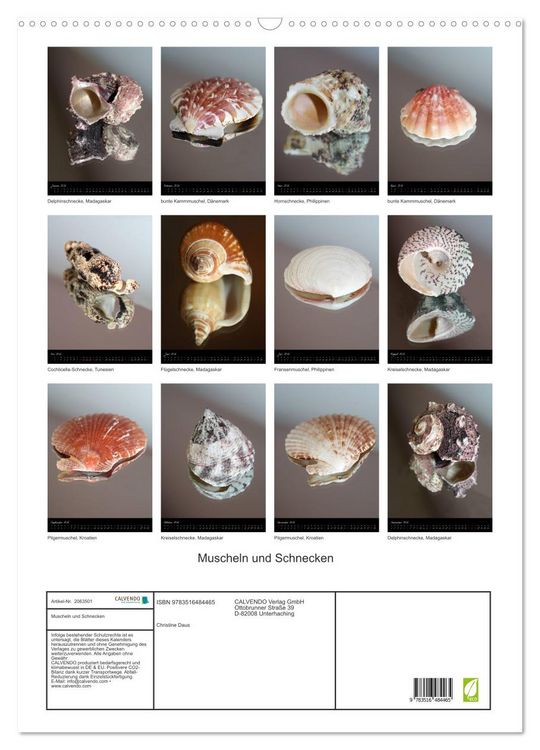 Produktbild: Muscheln und Schnecken (Wandkalender 2026 DIN A2 hoch), CALVENDO Monatskalender