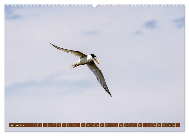 Produktbild: Die Vogelwelt der Camargue (hochwertiger Premium Wandkalender 2026 DIN A2 quer), Kunstdruck in Hochglanz