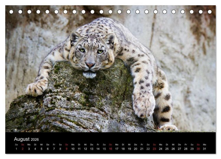 Produktbild: Schneeleoparden (Tischkalender 2026 DIN A5 quer), CALVENDO Monatskalender