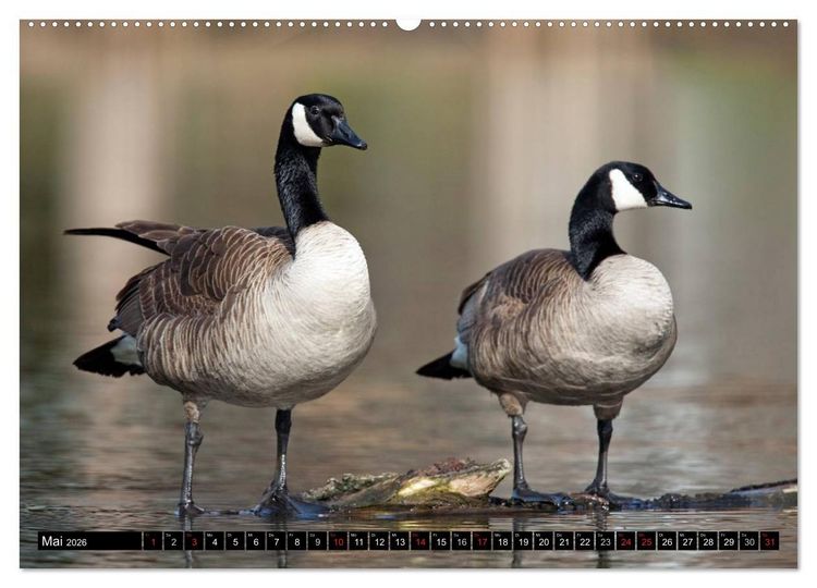 Produktbild: KANADA-GANS - Der 'hupende' Vogel (hochwertiger Premium Wandkalender 2026 DIN A2 quer), Kunstdruck in Hochglanz