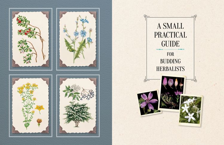 Produktbild: 100 Plants That Heal