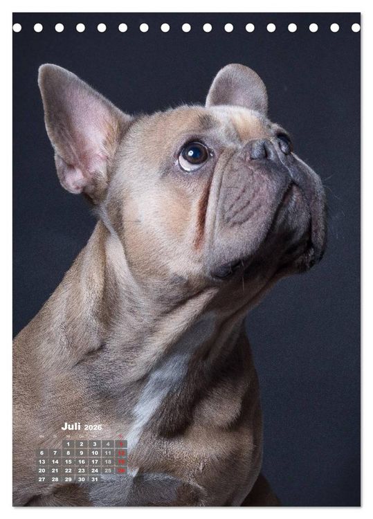 Produktbild: Treue Wegbegleiter, Hunde im Portrait. (Tischkalender 2026 DIN A5 hoch), CALVENDO Monatskalender