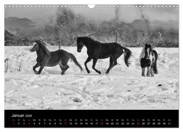 Produktbild: Pferde 2026 Wild Thing (Wandkalender 2026 DIN A3 quer), CALVENDO Monatskalender