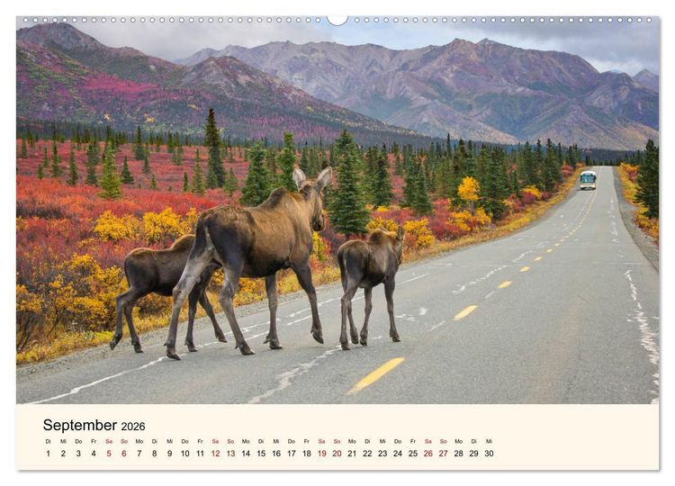 Produktbild: Der Elch - K&ouml;nig des Nordens (hochwertiger Premium Wandkalender 2026 DIN A2 quer), Kunstdruck in Hochglanz