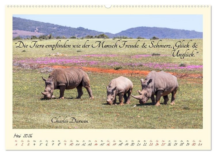 Produktbild: Gl&uuml;cksmomente Gl&uuml;cks-Zitate zu Fotos der gro&szlig;artigen s&uuml;dafrikanischen Tierwelt (Wandkalender 2026 DIN A2 quer), CALVENDO Monatskalender