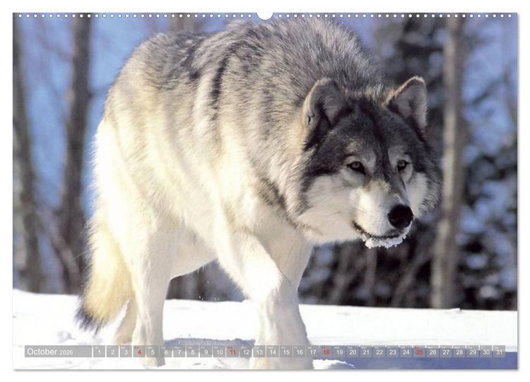 Produktbild: Wolves &bull; Faces of social hunters (High Quality Premium Wall Calendar 2026 DIN A2 landscape),CALVENDO 12 Month Wall Calendar