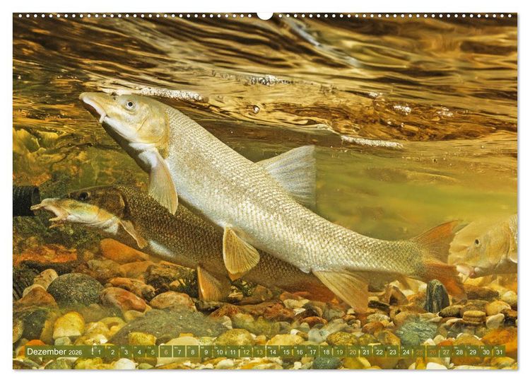 Produktbild: Fische in Teichen und Fl&uuml;ssen (hochwertiger Premium Wandkalender 2026 DIN A2 quer), Kunstdruck in Hochglanz