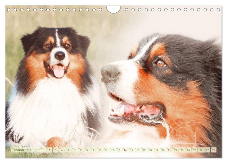 Produktbild: Australian Shepherd - H&uuml;tehunde mit Familienanschluss (Wandkalender 2027 DIN A4 quer), CALVENDO Monatskalender