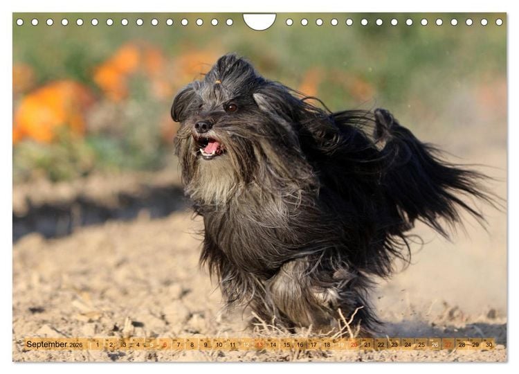 Produktbild: Tibet Terrier Theo (Wandkalender 2026 DIN A4 quer), CALVENDO Monatskalender