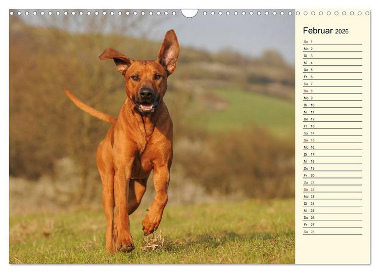 Produktbild: Rhodesian Ridgeback 2026 (Wandkalender 2026 DIN A3 quer), CALVENDO Monatskalender