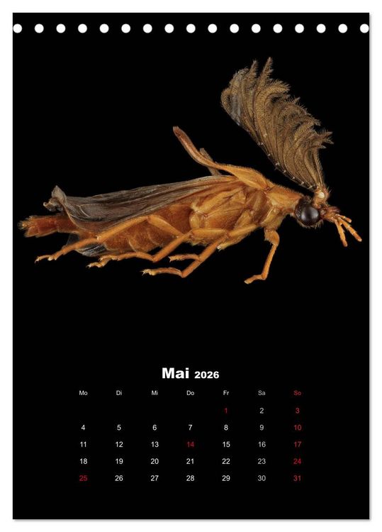 Produktbild: Schillernde Insektenwelt (Tischkalender 2026 DIN A5 hoch), CALVENDO Monatskalender