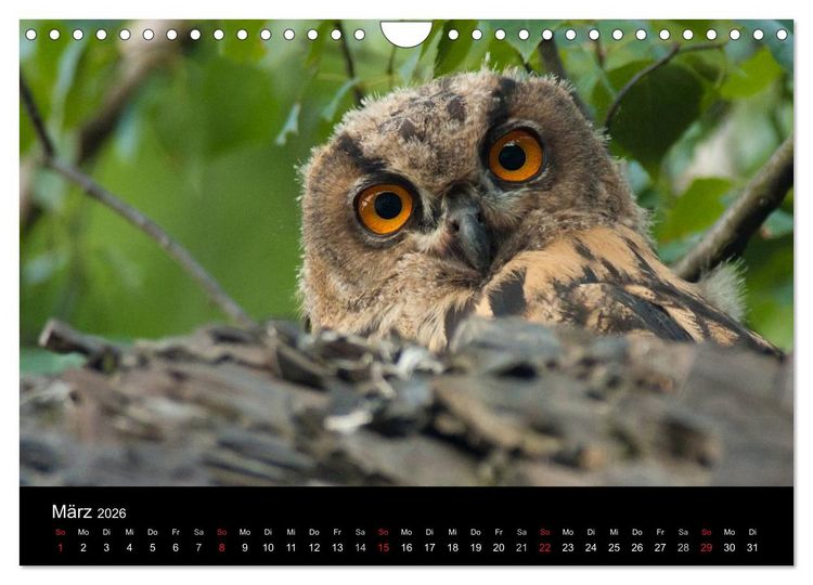 Produktbild: Uhu - K&ouml;nig der Nacht (Wandkalender 2026 DIN A4 quer), CALVENDO Monatskalender