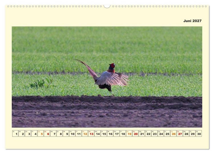 Produktbild: Tierwelt der W&uuml;mmeniederung (hochwertiger Premium Wandkalender 2027 DIN A2 quer), Kunstdruck in Hochglanz