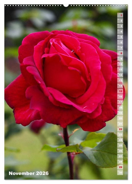 Produktbild: Sch&ouml;nste Rosen (Wandkalender 2026 DIN A2 hoch), CALVENDO Monatskalender