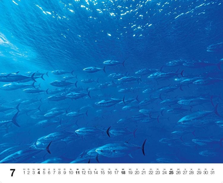 Produktbild: Dive 2027