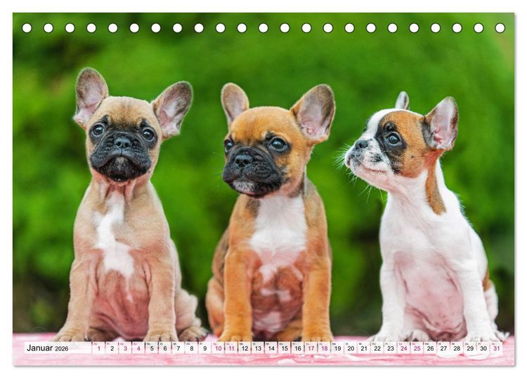 Produktbild: Kleine Helden - Franz&ouml;sische Bulldoggen (Tischkalender 2026 DIN A5 quer), CALVENDO Monatskalender