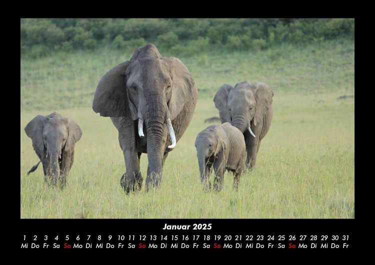 Produktbild: Der Elefantenkalender 2025 Fotokalender DIN A3