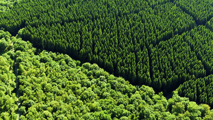 Produktbild: Terra X - Unsere W&auml;lder