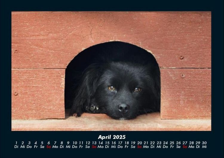 Produktbild: Hundezauber 2025 Fotokalender DIN A4