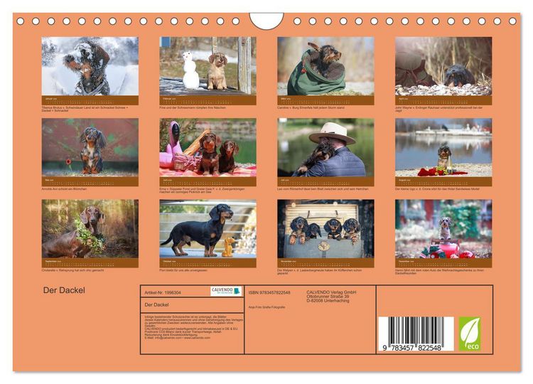 Produktbild: Der Dackel (Wandkalender 2026 DIN A4 quer), CALVENDO Monatskalender