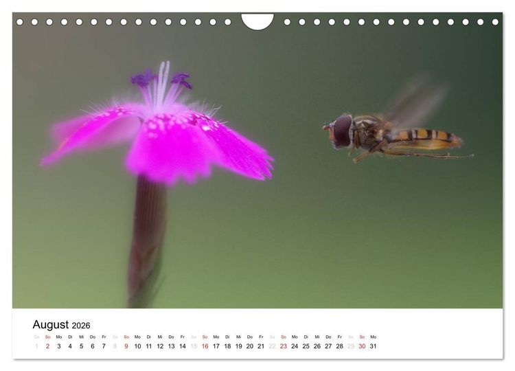 Produktbild: Zarte Natur 2026 (Wandkalender 2026 DIN A4 quer), CALVENDO Monatskalender