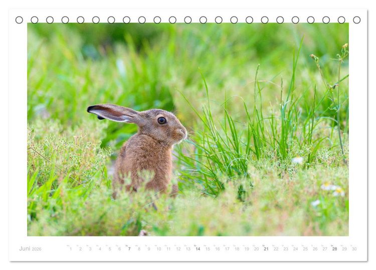 Produktbild: Der Feldhase (Tischkalender 2026 DIN A5 quer), CALVENDO Monatskalender