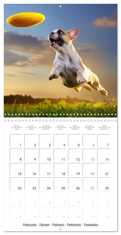 Produktbild: French Bulldogs in play frenzy (Wall Calendar 2027 12 &times; 12 Inch) CALVENDO 12 Month Wall Calendar
