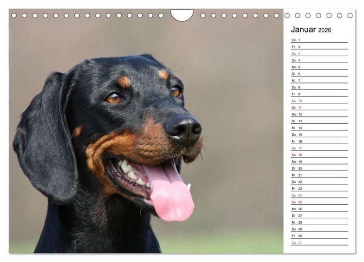 Produktbild: Der Brandlbracken-Terminplaner (Wandkalender 2026 DIN A4 quer), CALVENDO Monatskalender