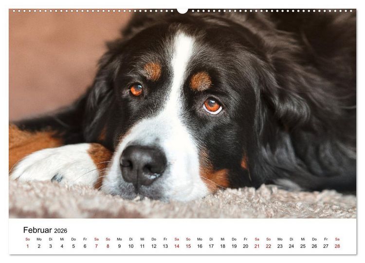 Produktbild: Total gechillte Hunde (Wandkalender 2026 DIN A2 quer), CALVENDO Monatskalender