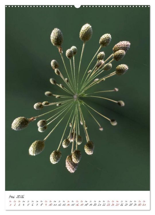 Produktbild: Durchschnittlich - Verzauberte Flora (Wandkalender 2026 DIN A2 hoch), CALVENDO Monatskalender