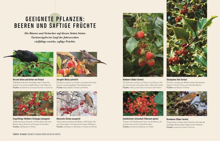 Produktbild: So locke ich V&ouml;gel in meinen Garten