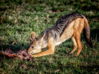 Produktbild: CALVENDO Puzzle Mittagessen Schakal | 1000 Teile Lege-Gr&ouml;&szlig;e 64x48cm Foto-Puzzle f&uuml;r gl&uuml;ckliche Stunden
